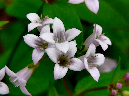 {Houstonia purpurea}